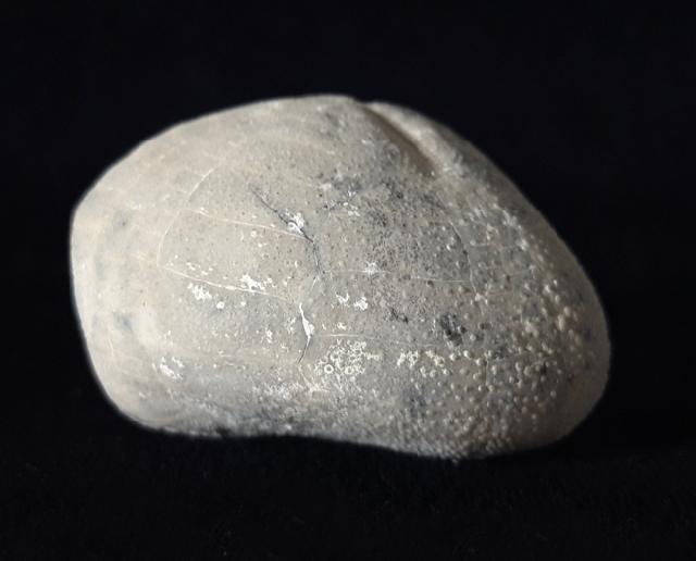 Micraster glyphus SCHLTER 1869 - Bild © FossNet FossilienStore